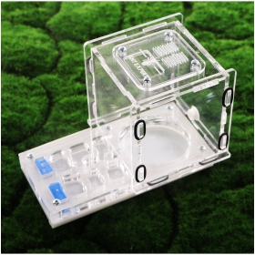 Ant Expert King's Valley - professional acrylic formicarium